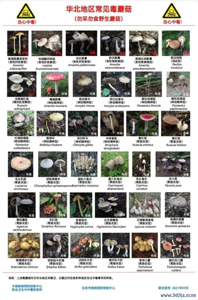 北京地区毒蘑菇安全谨防指南